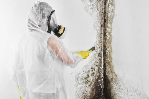 Trusted Topeka, IN Mold Remediation Experts